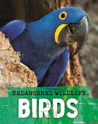 Book cover for Endangered Wildlife: Rescuing Birds