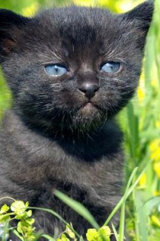 Cover of A Cute Little Black Kitten with Blue Eyes in a Field