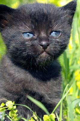 Book cover for A Cute Little Black Kitten with Blue Eyes in a Field