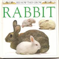 Book cover for Watts Barrie : See How They Grow: Rabbit(Hbk)