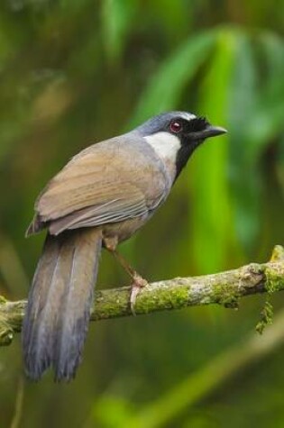 Cover of Black-Throated Laughingthrush Journal