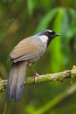 Book cover for Black-Throated Laughingthrush Journal