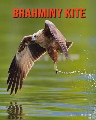 Book cover for Brahminy kite