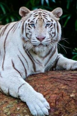 Cover of Awesome Lounging White Bengal Tiger Big Cat Journal