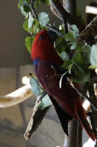 Cover of Red Eclectus Parrot, for the Love of Birds