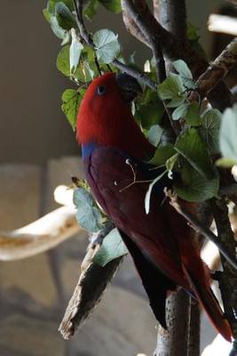 Book cover for Red Eclectus Parrot, for the Love of Birds