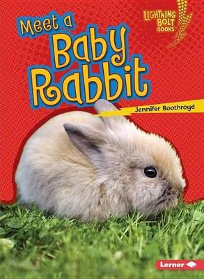 Book cover for Meet a Baby Rabbit