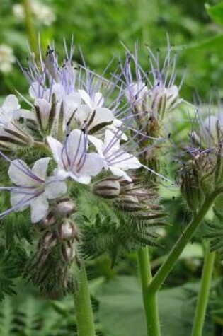 Cover of Phacelia Tanacetifolia Lacy Blue Tansy Flower Blooming