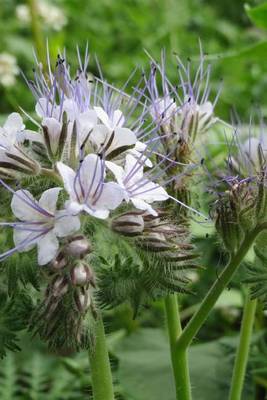 Book cover for Phacelia Tanacetifolia Lacy Blue Tansy Flower Blooming