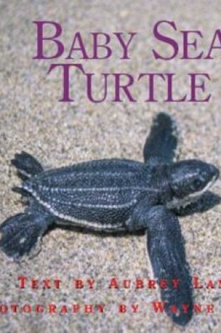 Cover of Baby Sea Turtle