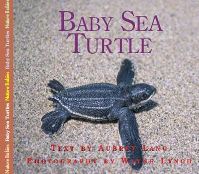 Cover of Baby Sea Turtle