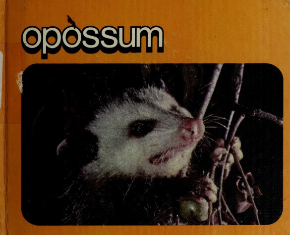 Book cover for The Life Cycle of an Opossum