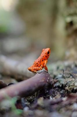 Book cover for Orange Tree Frog on the Forest Floor Journal