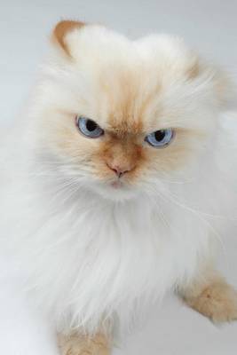 Book cover for Persian Cat Is Pissed Journal