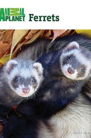 Cover of Ferrets