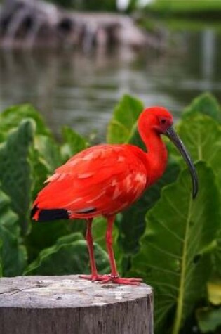 Cover of Scarlet Ibis Bird Journal