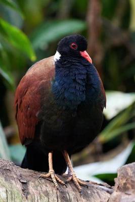 Book cover for Pheasant Pigeon Journal