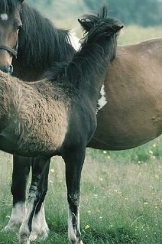 Cover of 2020 Daily Planner Horse Photo Equine Mare Foal 388 Pages