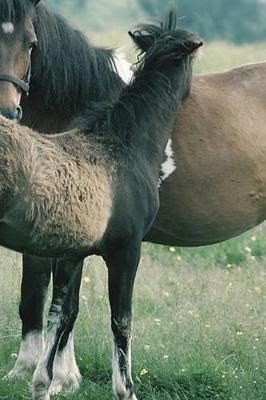 Book cover for 2020 Daily Planner Horse Photo Equine Mare Foal 388 Pages