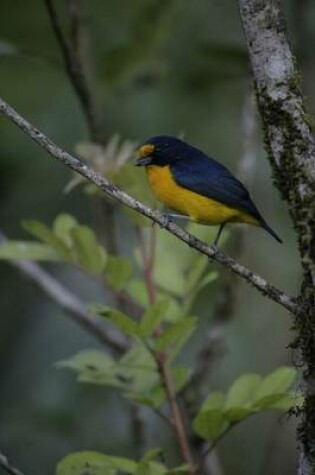 Cover of Violaceous Euphonia Bird Journal