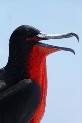 Book cover for Great Frigate Bird Galapagos Islands Journal