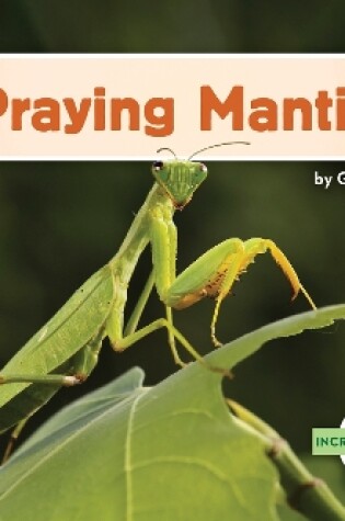 Cover of Incredible Insects: Praying Mantis