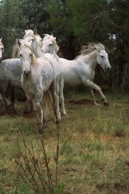 Book cover for Journal Running Grey Horses Herd Equine