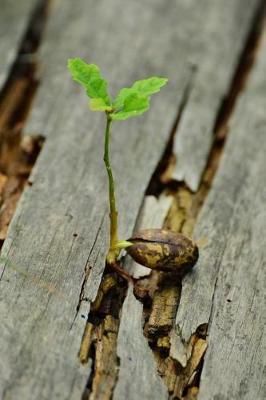 Book cover for Seedling Growing in a Log Journal