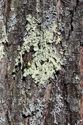 Cover of Journal Mossy Bark Oak tree