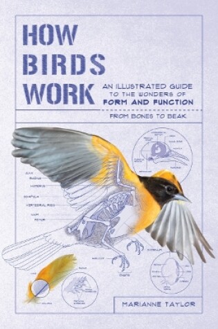 Cover of How Birds Work