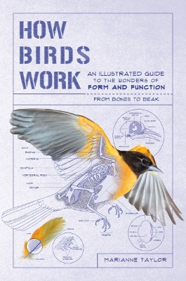 Book cover for How Birds Work