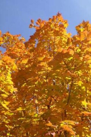 Cover of Yellow Maple Trees