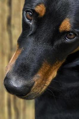 Book cover for The Loving Eyes of a Beauceron Dog Journal