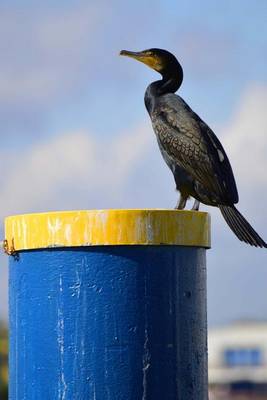 Book cover for Portrait of a Double Crested Cormorant Bird Journal