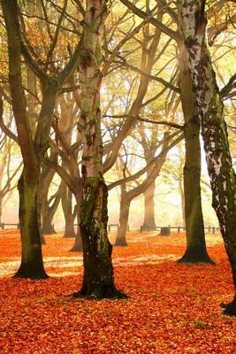 Book cover for The Ground of the Park Covered in the Red Leaves of Autumn