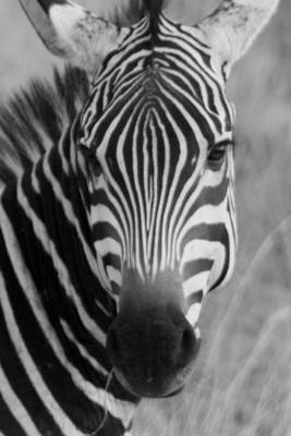 Book cover for Black and White Zebra Profile, for the Love of Animals