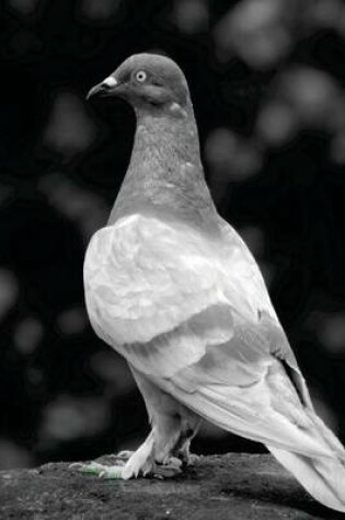 Cover of Rock Pigeon in Black and White, Birds of the World