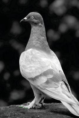 Book cover for Rock Pigeon in Black and White, Birds of the World