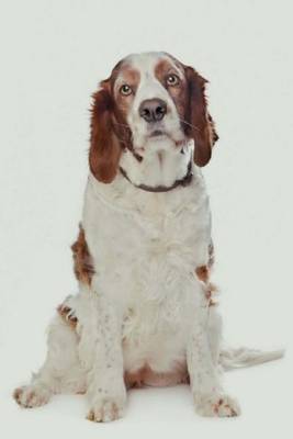 Cover of Welsh Springer Spaniel