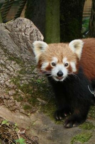 Cover of Red Panda Animal Journal