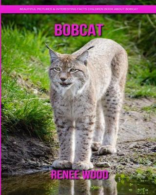 Book cover for Bobcat