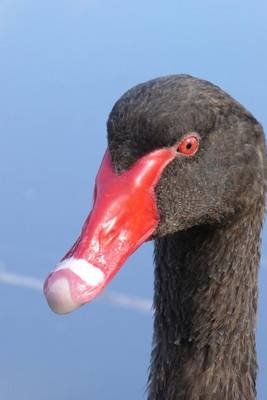 Book cover for Headshot of a Black Swan Bird Journal