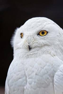 Book cover for Snowy Owl Bird Journal