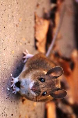 Book cover for Cute Little Wood Mouse Journal