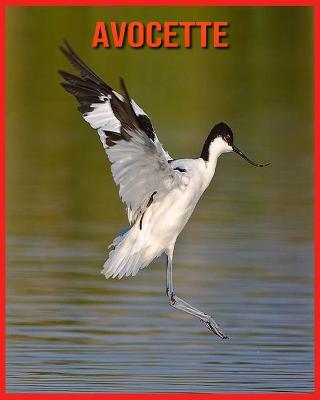 Book cover for Avocette