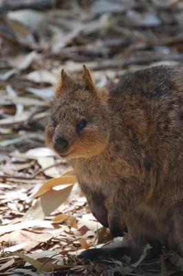 Book cover for Cute Little Quokka in the Australia Outback Journal