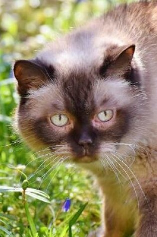 Cover of British Shorthair Cat Notebook