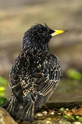 Book cover for European Starling Journal