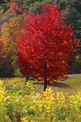 Book cover for Autumn Red Maple Tree Fall Foliage Journal