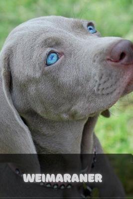 Book cover for Weimaraner